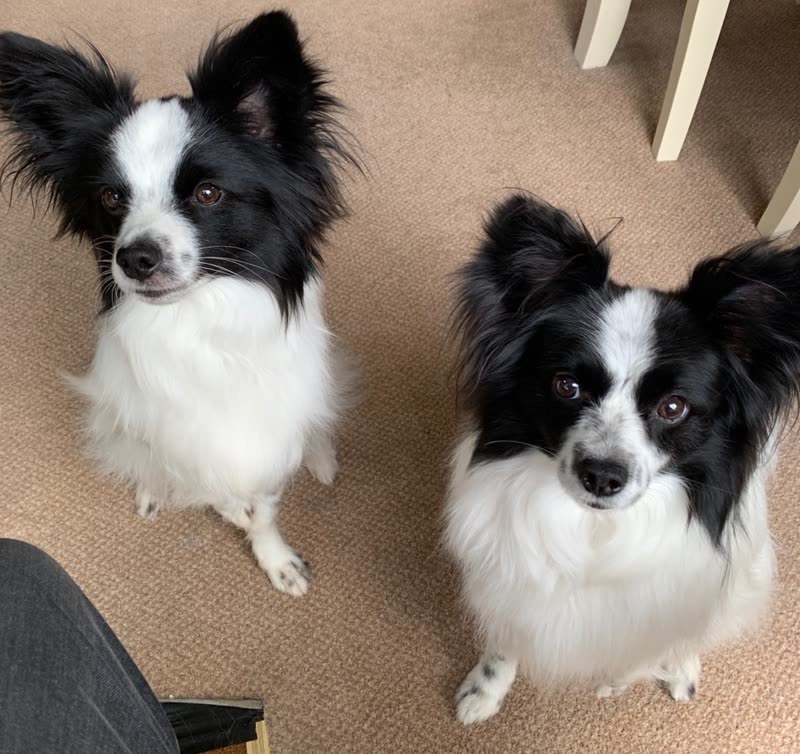 Two neatly groomed black-and-white papillons sitting side by side looking up at the camera